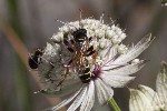 5dt47972 - Crabro cribrarius