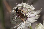 5dt47987 - Crabro cribrarius