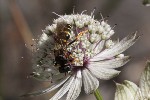 5dt48005 - Crabro cribrarius