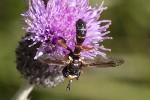 5dt48120 - Physocephala vittata