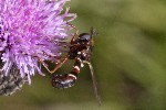 5dt48127 - Physocephala vittata
