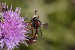 5dt48137 - Physocephala vittata