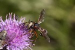 5dt48148 - Physocephala vittata