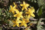 5dt48184 - Hypericum perforatum