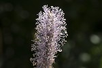 5dt48187 - Plantago media
