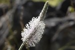 5dt48211 - Plantago media