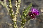 5dt48223 - Tettigonia viridissima