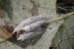 5dt48244 - Yponomeuta sp.