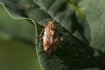5dt48257 - Lygus (punctatus-wagneri)