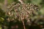 5dt48273 - Pimpinella saxifraga