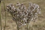 5dt48303 - Adenostyles alliariae