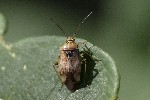 5dt48331 - Lygus rugulipennis