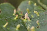5dt48343 - Eriophyes laevis