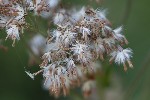 5dt48358 - Adenostyles alliariae