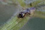 5dt48373 - Orthops sp.