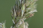 5dt48401 - Stenodema sp.