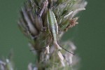5dt48408 - Stenodema sp.