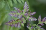 5dt48416 - Chaerophyllum hirsutum