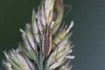 5dt48461 - Stenodema holsata