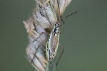 5dt48518 - Leptopterna dolabrata