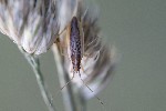 5dt48531 - Stenodema holsata