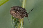 5dt48569 - Dolycoris baccarum