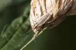 5dt48593 - Stenodema holsata