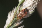 5dt48609 - Lygus rugulipennis