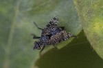 5dt48619 - Platystoma seminationis