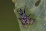 5dt48625 - Platystoma seminationis