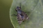 5dt48632 - Platystoma seminationis