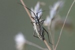 5dt48662 - Leptopterna dolabrata