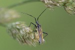 5dt48704 - Leptopterna dolabrata