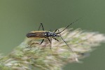 5dt48718 - Leptopterna dolabrata