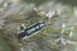 5dt48875 - Stenotus binotatus