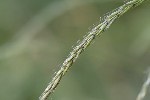 5dt48895 - Elymus caninus