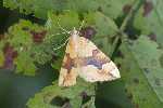 5dt48898 - Cidaria fulvata