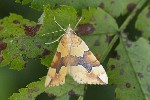 5dt48906 - Cidaria fulvata
