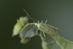 5dt48955 - Lygocoris pabulinus