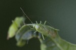 5dt48960 - Lygocoris pabulinus