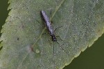 5dt48992 - Nemouridae