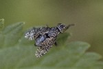 5dt49068 - Platystoma seminationis