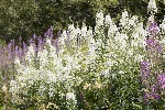 5dt49076 - Chamerion angustifolium