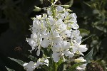 5dt49077 - Chamerion angustifolium