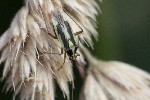 5dt49128 - Stenotus binotatus