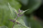 5dt49139 - Urtica dioica