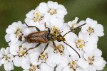 5dt49141 - Pseudovadonia livida