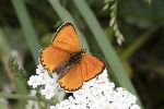 5dt49154 - Lycaena virgaureae