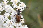 5dt49163 - Pseudovadonia livida