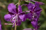 5dt49167 - Chamerion angustifolium